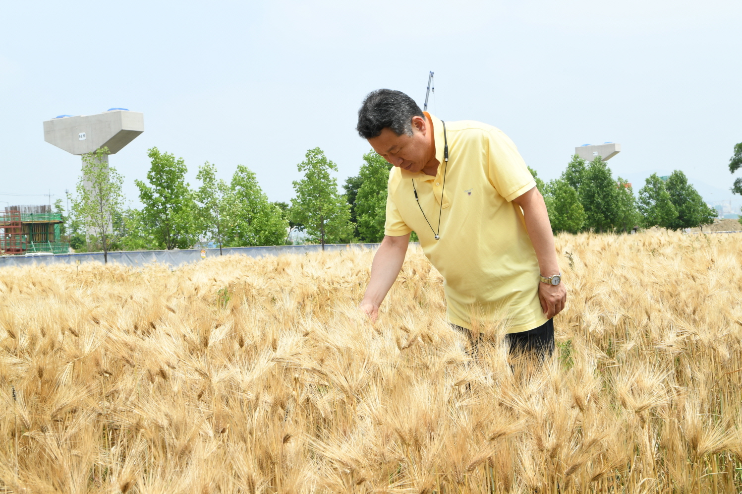 한강 보리베기 작업 이미지 15 - 본문에 자세한설명을 제공합니다.