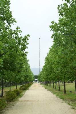 구리한강시민공원 내 ‘김외정 백합나무길’ 조성 이미지
