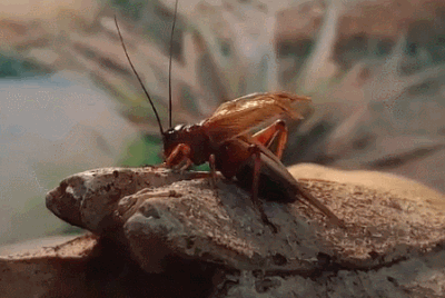 쌍별귀뚜라미의 구애행동 이미지