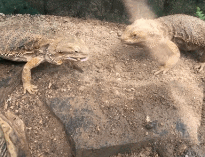 비어드드래곤의 먹이사냥 이미지