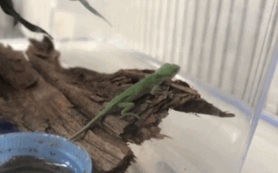 구리시곤충생태관에서 탄생한 그린에놀 이미지