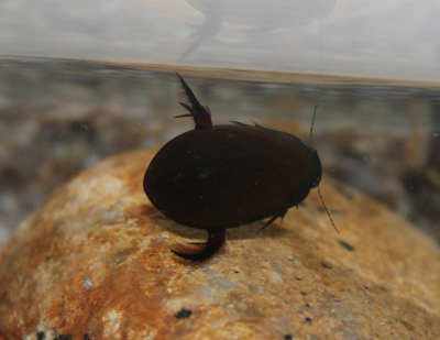 검정물방개 이미지