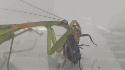 왕사마귀의 먹이섭취 이미지