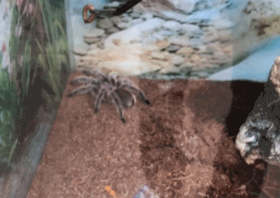 타란튤라거미의 사냥방식 이미지