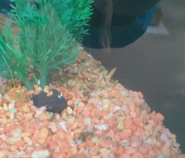 왕잠자리 수채의 먹이사냥 이미지