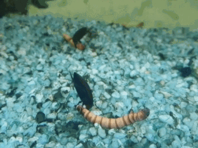 검정물방개의 먹이사냥  이미지