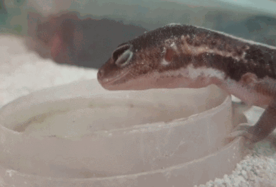 물 마시는 살찐꼬리도마뱀붙이 이미지