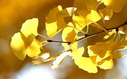 Tree-Gingko img