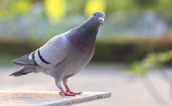 Bird-Pigeon img